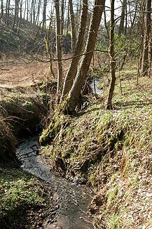 The Forstbach, looking west