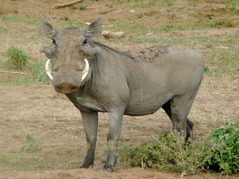 File:Desert Warthog, Tana River County, Kenya 1.jpg