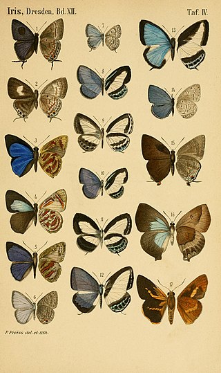 <i>Catopyrops kokopona</i> Species of butterfly