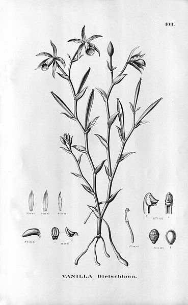 File:Dictyophyllaria dietschiana (as Vanilla dietschiana) - Fl.Br.3-6-108.jpg
