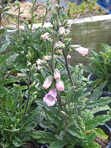 Digitalis minor var. palaui Digitalis minor palaui (14117429798).jpg