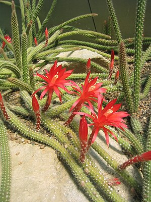 Το είδος Aporocactus martianus