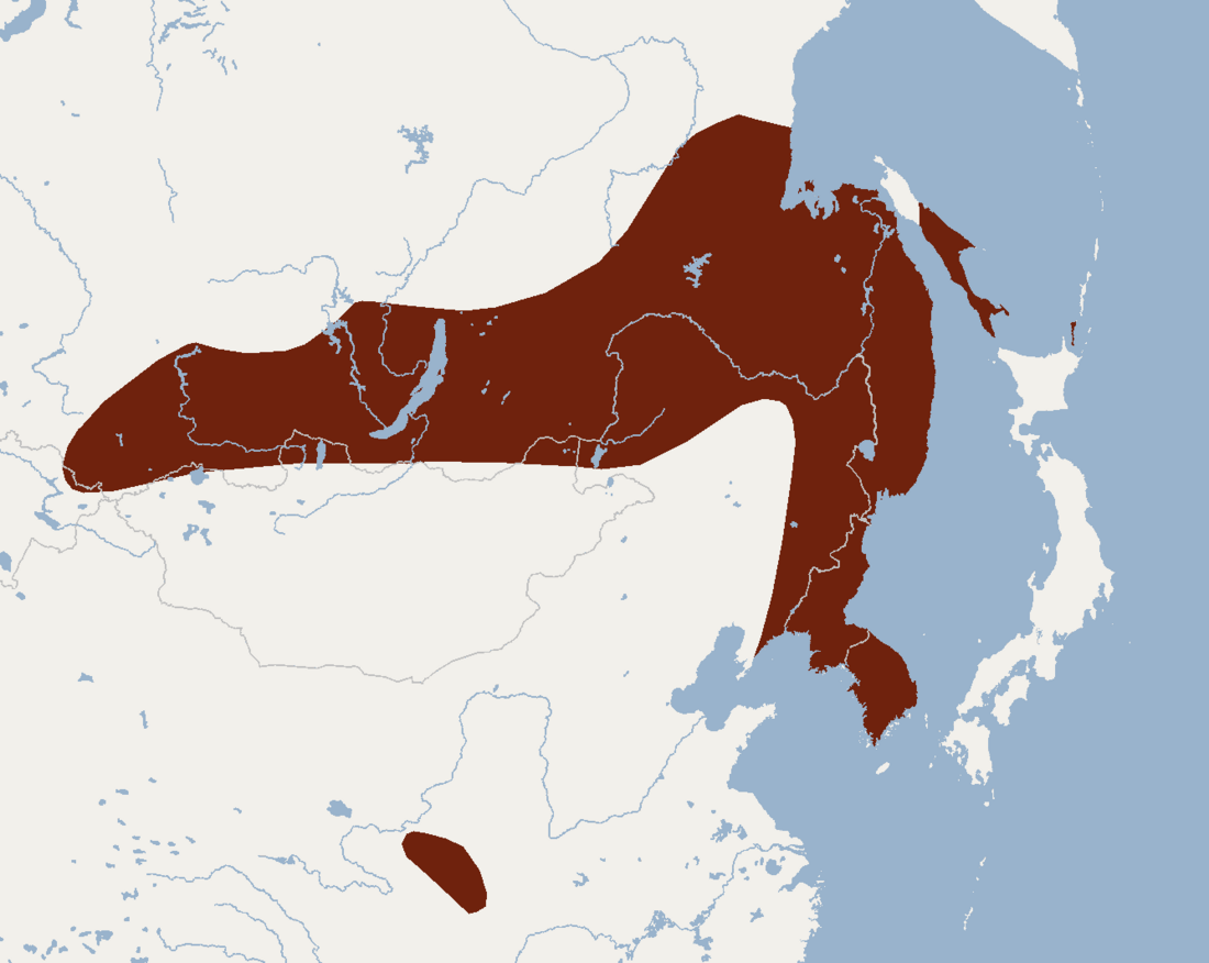 Myotis ikonnikovi