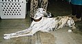 Spanish Greyhound, Smooth, brindle