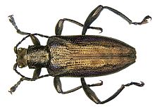 Donacia marginata Hoppe, 1795 (3406981084) (2) .jpg