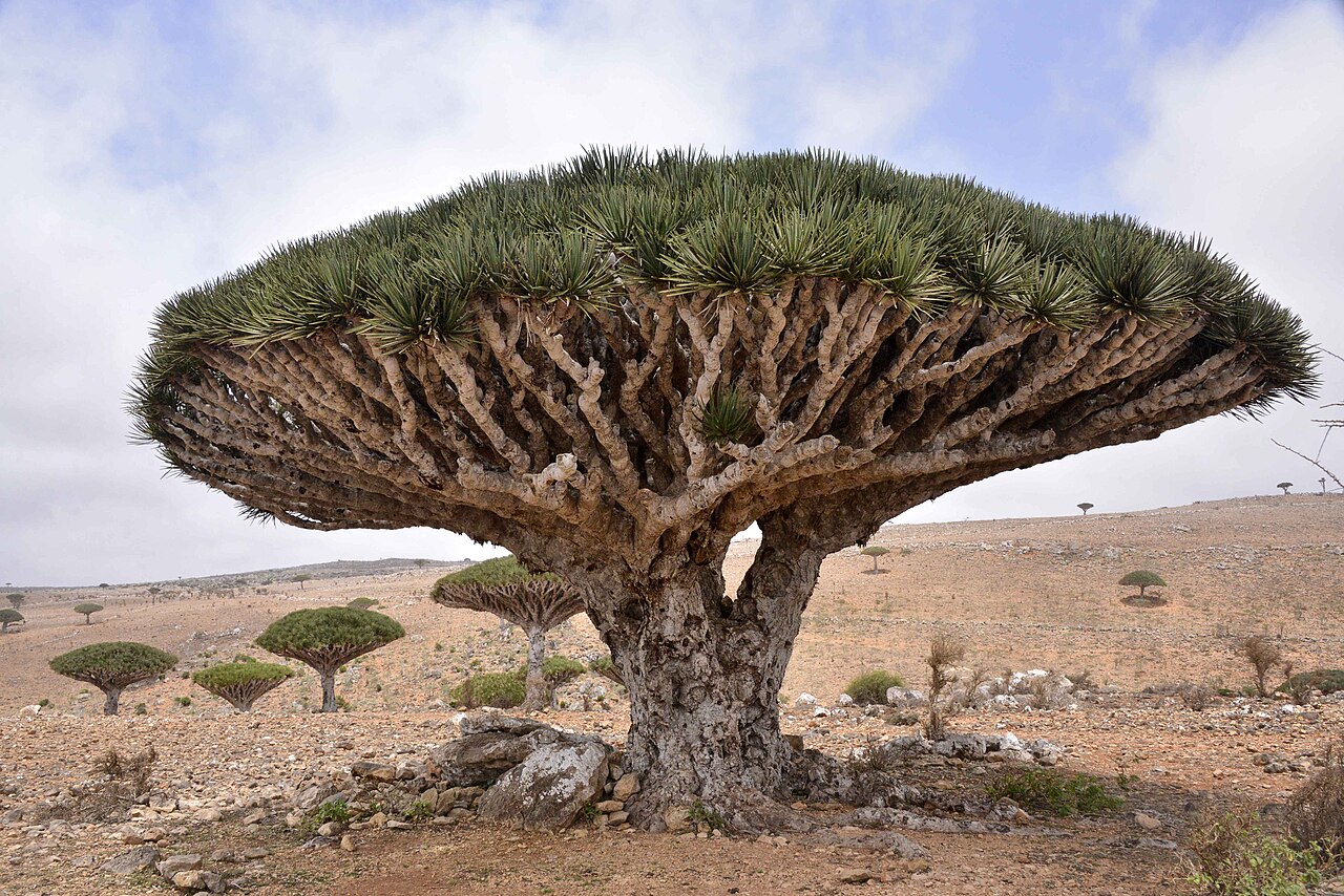 File:Bottle Tree, Socotra Island (10958518454).jpg – Travel guide at  Wikivoyage