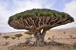 Dragon Blood Tree, Socotra Island (10098980413).jpg