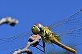 Dragonfly in Parco naturale Alta Valsesia.jpg