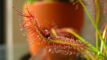 Fil: Drosera Capensis spiser en frugtflue. Web