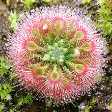 Drosera allantostigma close.jpg