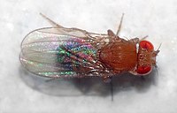 Drosophila Melanogaster