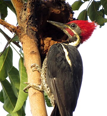 Dryocopus lineatus