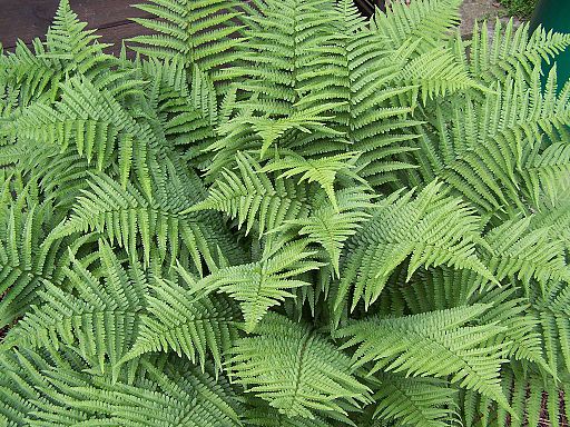 Dryopteris filix-mas 001