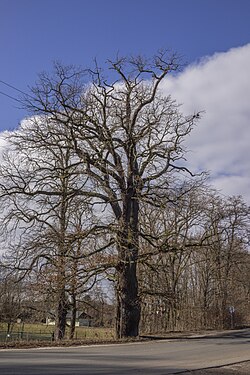 Památný dub na hrázi Žehuňského rybníka