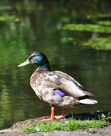 Duck (3665835190).jpg