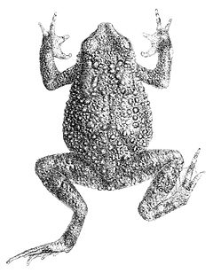 Description de l'image Duttaphrynus beddomii.jpg.