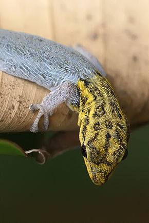 Beschreibung des gelbköpfigen Gecko-Porträts der Zwerge.