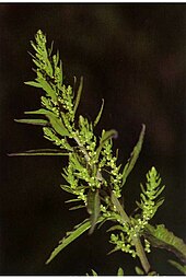 Mexican Tea plant Dysphania ambrosioides NRCS-1.jpg