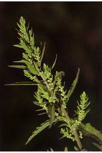 Dysphania ambrosioides