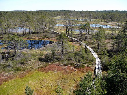 Wooded bog in Lahemaa National Park, Estonia. 65% of mires in Estonia have been strongly affected or damaged by human activity in recent years.[8]