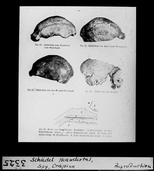 File:ETH-BIB-Schädel Neandertal, Spy, Crapina-Dia 247-03325.tif