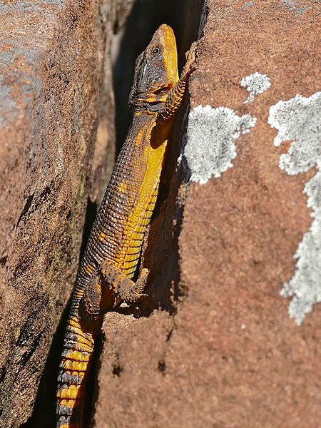 File:Eastern Cape Crag Lizard (Pseudocordylus microlepidotus fasciatus) male (32744445115).jpg