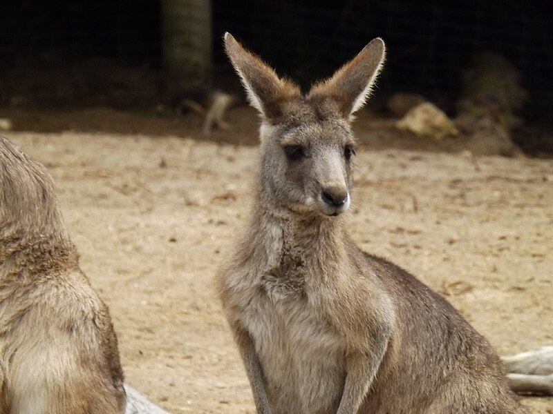 File:Eastern Grey Kangaroo 08.jpg