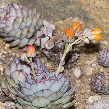 Echeveria