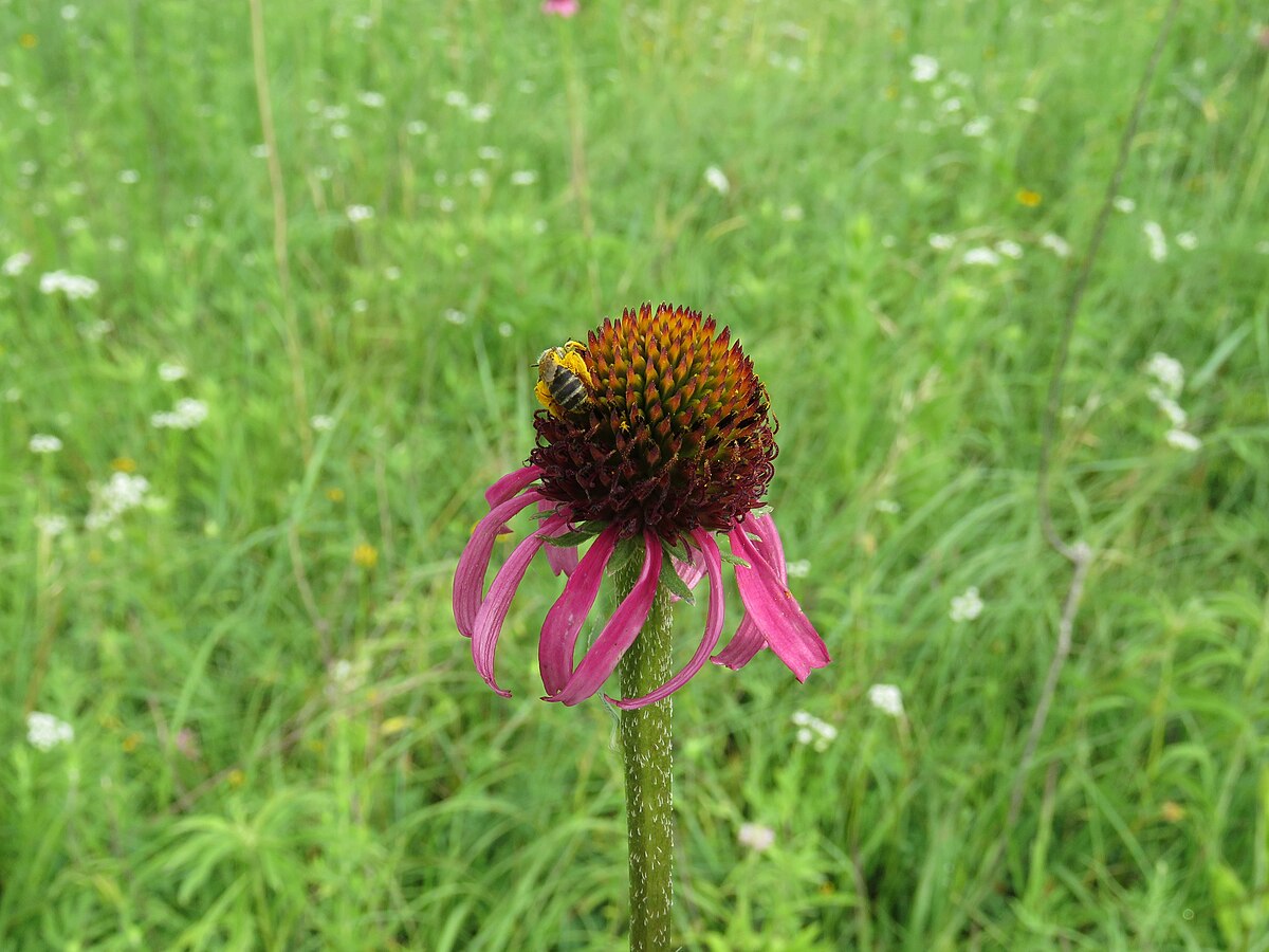 Para qué sirve la echinacea