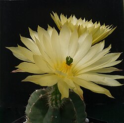 Echinocereus subinermis.JPG