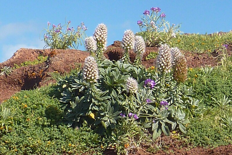 File:Echium Nervosum w Ponto Sao Lourenco Maderia-001 (32476404674).jpg