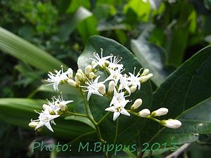 Ehretia cymosa flowers.jpg