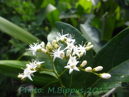Ehretia cymosa flowers.jpg