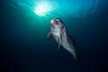15. Indiai-óceáni palackorrú delfin (Tursiops aduncus) a Delfin-zátonynál, egy turisztikai merülőhelyen az izraeli Eilat déli partjainál (javítás)/(csere)