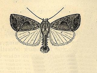 <i>Elaphria nucicolora</i> species of insect