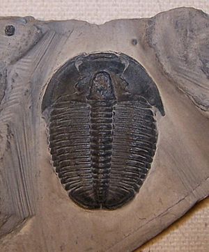 Elrathia kingii, Cambrian (540 myo), Wheeler Shale, Utah, USA.