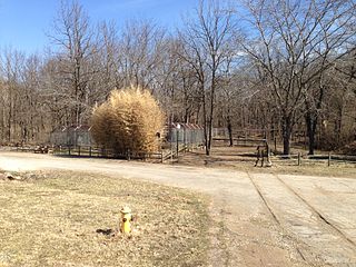 <span class="mw-page-title-main">Endangered Wolf Center</span> Zoo in Missouri, United States