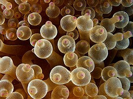 Une anémone bulle de la famille des actiniidés. L'extrémité des tentacules de l'anémone n'est pas renflée tant qu'elle n'est pas habitée par un poisson commensal. (définition réelle 2 000 × 1 500)