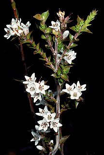 <i>Epacris acuminata</i> Species of flowering plant