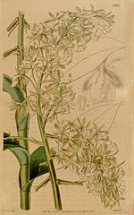 Miniatura para Epidendrum densiflorum