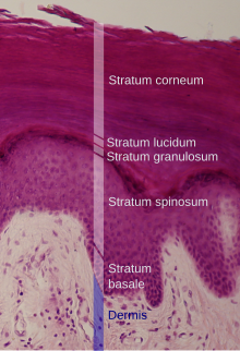 Epithelgewebediagramm beschriftet