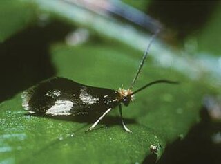<i>Epimartyria pardella</i> Moth species in family Micropterigidae
