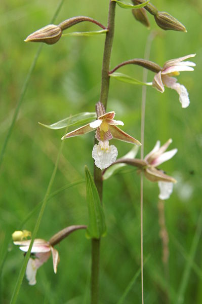 File:Epipactis palustris PID1307-2.jpg