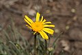 Erigeron linearis