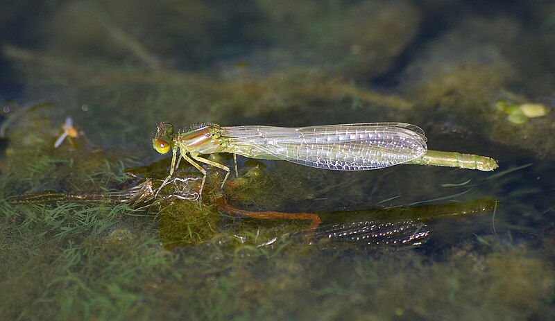 File:ErythrommaViridulumMould.jpg