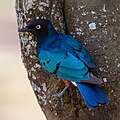 * Nomination Superb starling (Lamprotornis superbus), Tarangire National Park, Tanzania --Poco a poco 07:50, 4 August 2024 (UTC) * Promotion  Support Good quality. --Tagooty 09:59, 4 August 2024 (UTC)