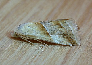 <i>Eublemma rivula</i> Species of moth