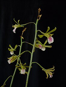 Eulophia graminea.jpg