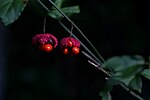 Thumbnail for Euonymus americanus