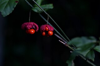 <i>Euonymus americanus</i> Species of flowering plant